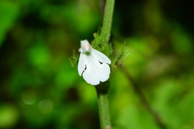 Leucas deodikarii, photographed by S.MORE