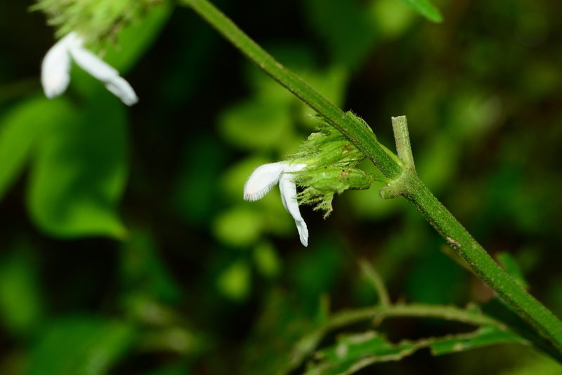 Leucas deodikarii, photographed by S.MORE