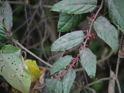 Cissus discolor, photographed by Dinesh Valke