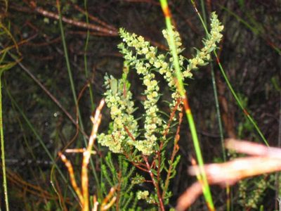 Clutia ericoides, photographed by Di Turner