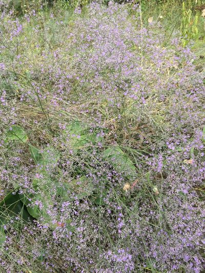 Limonium coriarium, photographed by Елена Патерикина