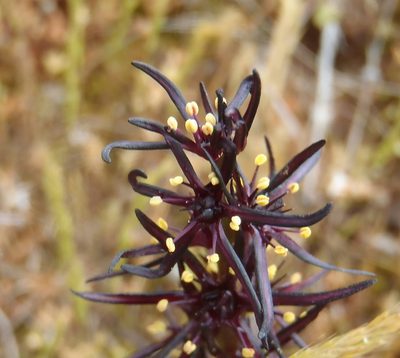 Wurmbea marginata, photographed by Nicola van Berkel