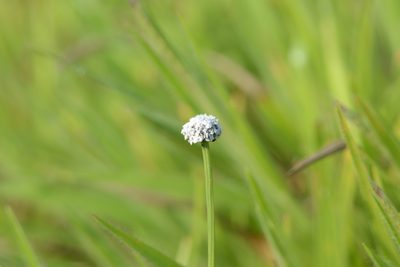 Eriocaulon sedgwickii, photographed by S.MORE