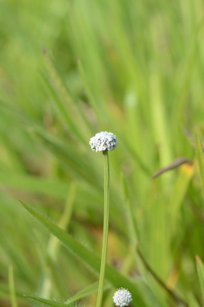 Eriocaulon sedgwickii, photographed by S.MORE