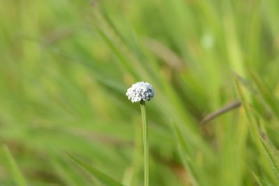 Eriocaulon sedgwickii, photographed by S.MORE
