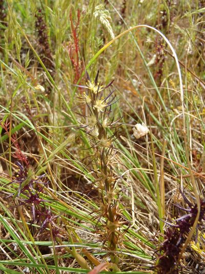 Wurmbea marginata, photographed by Nicola van Berkel