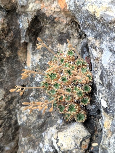 Draba dedeana, photographed by Denys Vynokurov