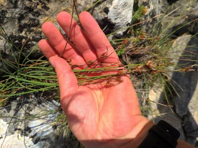 Aphyllanthes monspeliensis, photographed by Denys Vynokurov