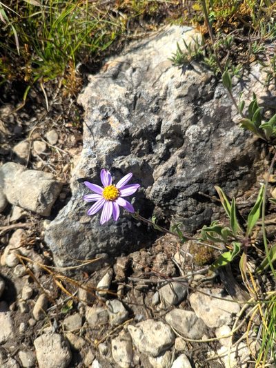 Aster willkommii, photographed by Denys Vynokurov