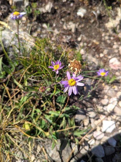 Aster willkommii, photographed by Denys Vynokurov