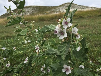 Althaea officinalis, photographed by Елена Патерикина