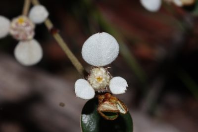 Spyridium thymifolium, photographed by T. Hammer