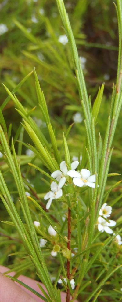 Coleonema calycinum, photographed by Nicola van Berkel