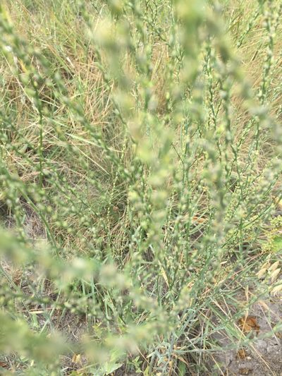 Thymelaea passerina, photographed by Елена Патерикина