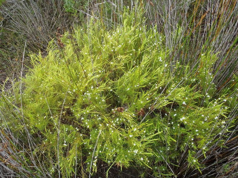 Coleonema calycinum, photographed by Nicola van Berkel