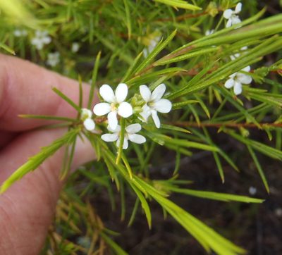 Coleonema calycinum, photographed by Nicola van Berkel