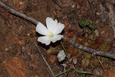 Drosera whittakeri, photographed by T. Hammer