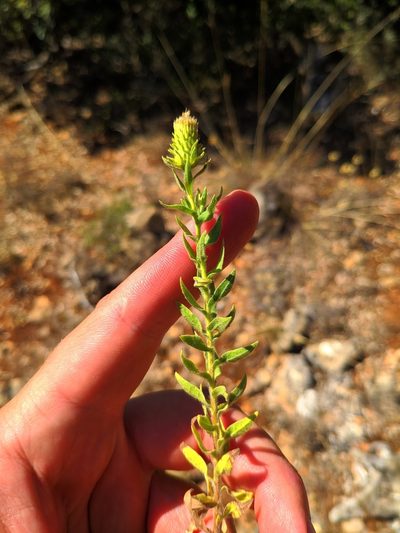 Chiliadenus glutinosus, photographed by Denys Vynokurov