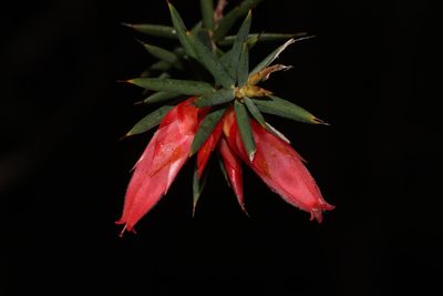 Stenanthera conostephioides, photographed by T. Hammer