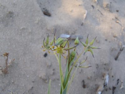 Ornithoglossum viride, photographed by Nicola van Berkel