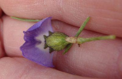 Psoralea brilliantissima, photographed by Nicola van Berkel