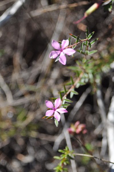 Acmadenia trigona, photographed by Di Turner