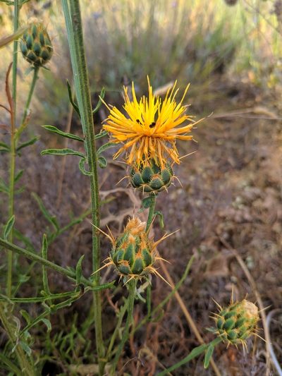 Centaurea ornata, photographed by Denys Vynokurov