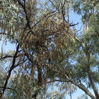 Amyema pendula, photographed by yatesy