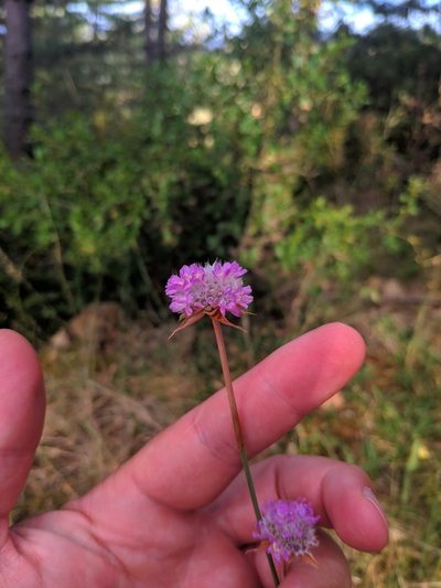 Armeria arenaria, photographed by Denys Vynokurov