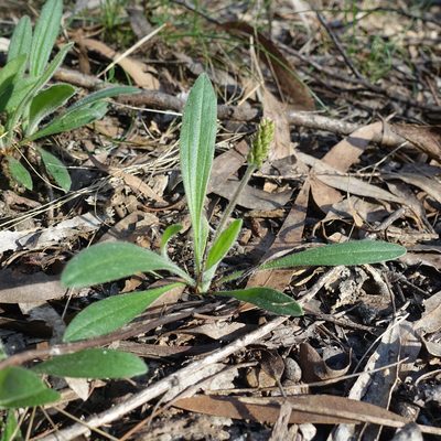 Plantago varia, photographed by yatesy