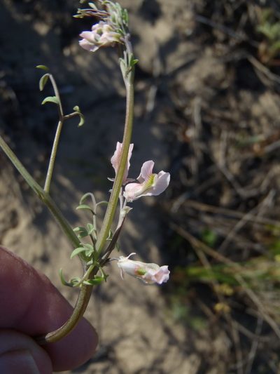 Cysticapnos vesicaria, photographed by Nicola van Berkel