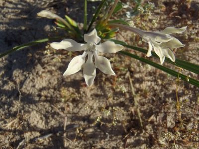 Babiana tubiflora, photographed by Nicola van Berkel