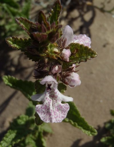 Stachys bolusii, photographed by Nicola van Berkel