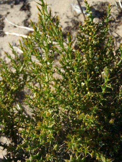 Thesium spinosum, photographed by Nicola van Berkel