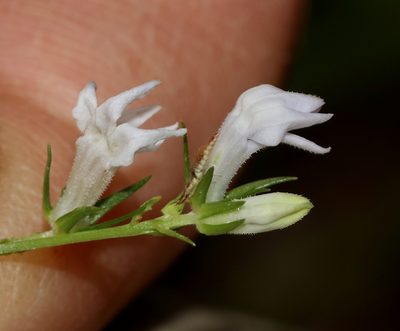 Lobelia spicata, photographed by Gordon C. Snelling