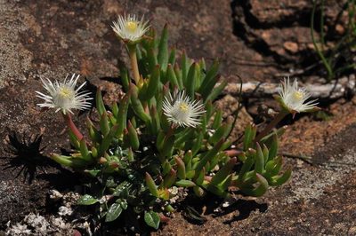 Delosperma crassuloides, photographed by Andrew Hankey
