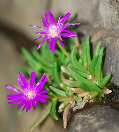 Delosperma vandermerwei, photographed by Andrew Hankey