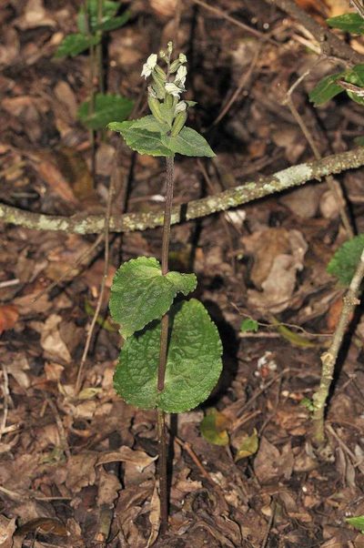 Disperis micrantha, photographed by Andrew Hankey