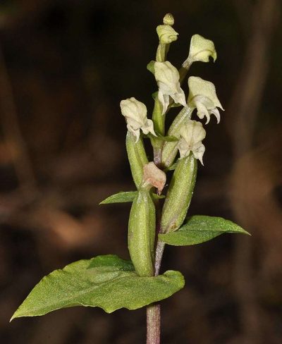 Disperis micrantha, photographed by Andrew Hankey