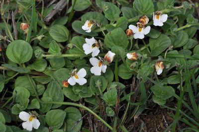 Diclis rotundifolia, photographed by Andrew Hankey