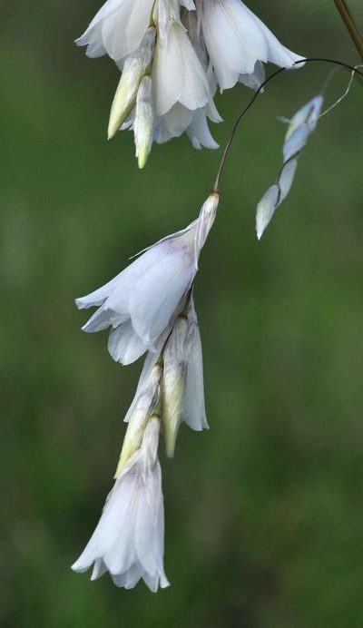 Dierama argyreum, photographed by Andrew Hankey