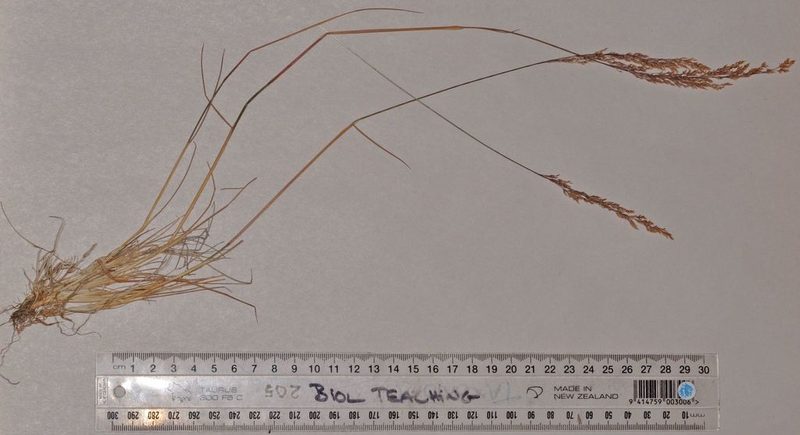 Agrostis petriei, photographed by Pieter Pelser