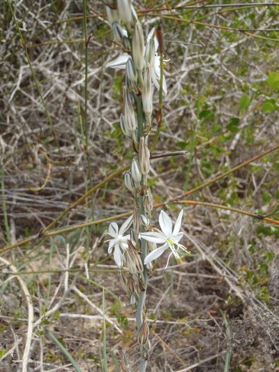 Chlorophytum triflorum, photographed by Nicola van Berkel