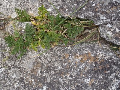 Annesorhiza grandiflora, photographed by Nicola van Berkel