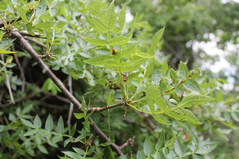Bursera penicillata, photographed by Viacheslav Shalisko