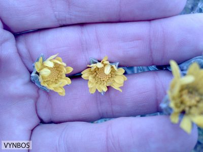 Oedera rotundifolia, photographed by Chris Vynbos