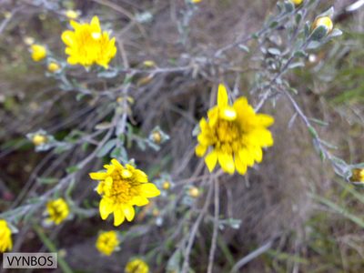 Oedera rotundifolia, photographed by Chris Vynbos