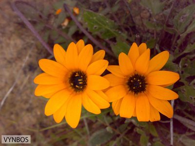 Arctotis leptorhiza, photographed by Chris Vynbos