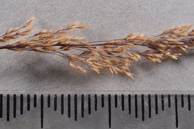 Agrostis petriei, photographed by Pieter Pelser