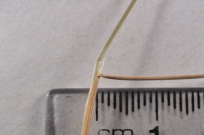 Agrostis petriei, photographed by Pieter Pelser